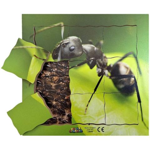 Cyklus - vývoj života mravence (puzzle 19 dílů)